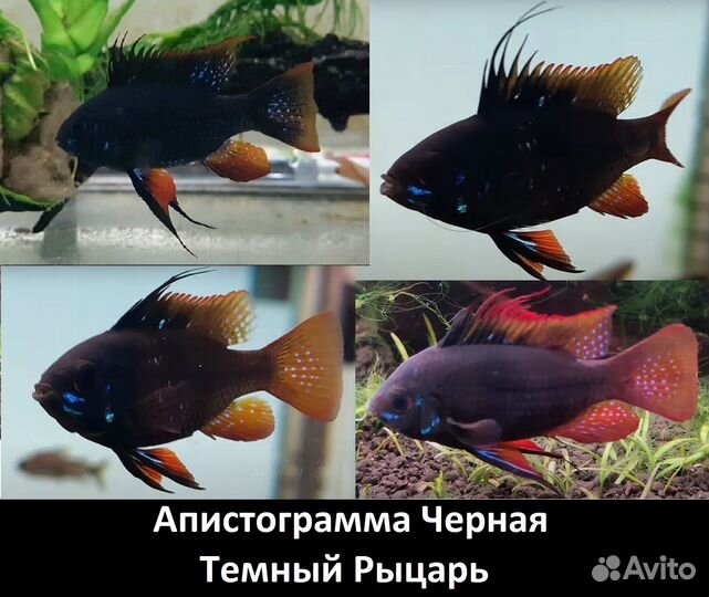 Апистограммы рыбки, креветки, улитки для аквариума