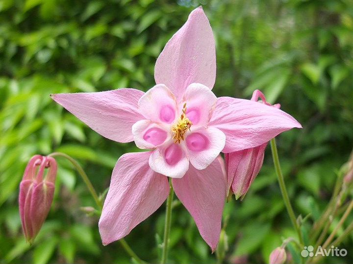 Аквилегия, декоративные цветы, редкие сорта