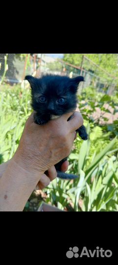 Котята отдам бесплатно