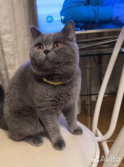 Британский котенок - в супер руки