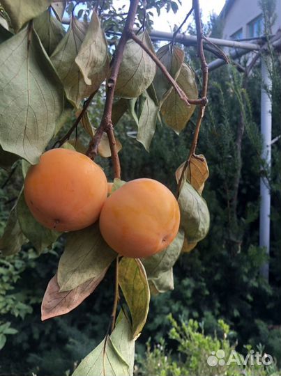 Саженцы хурмы