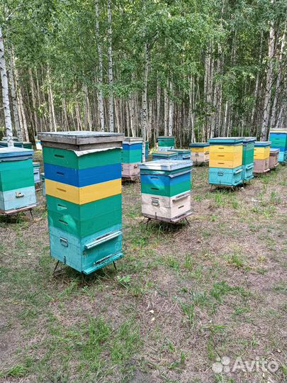 Гречишный мед