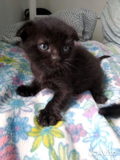 Кошка в дар