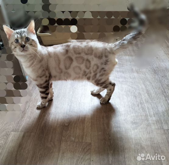 Бенгальский кот