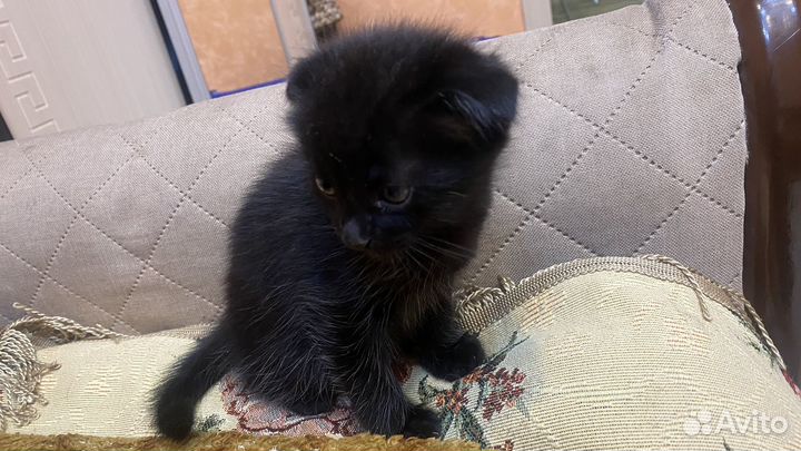 Британские котята бесплатно