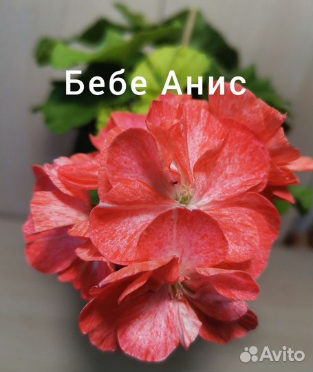 Пеларгония герань сортовая