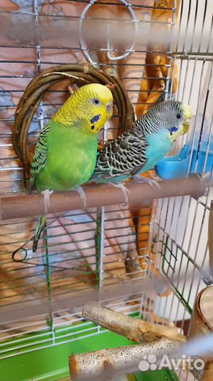 Зоогостиница для птиц, грызунов