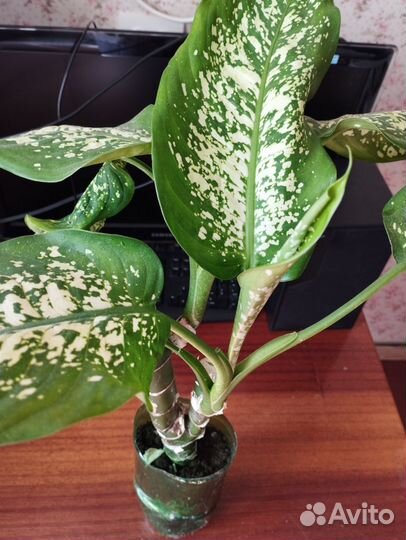 Диффенбахия