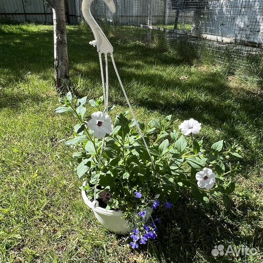 Петуния ампельная в подвесном кашпо с доставкой