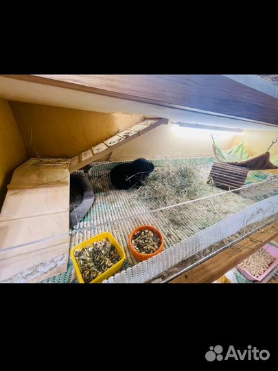 Стеллаж для морских свинок