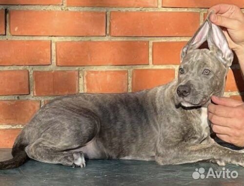 Щенок прайтер девочка