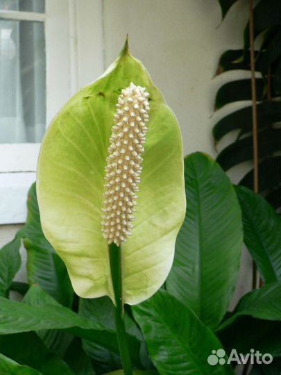 Спатифиллум