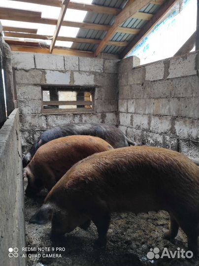 Поросята Дюрок и Дюрок/ландрас