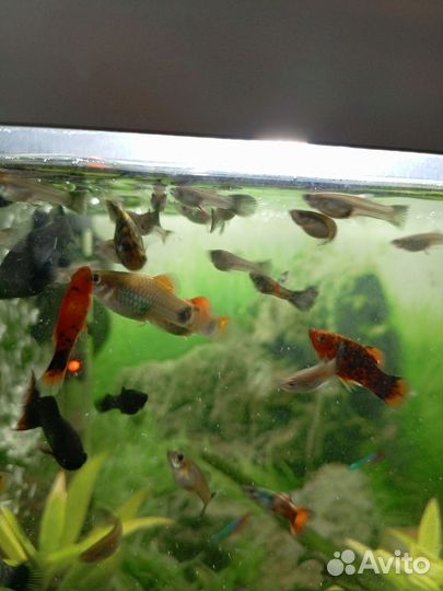 Рыбки гуппи