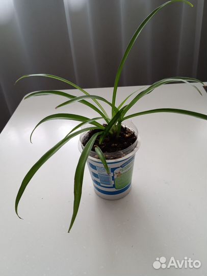 Хлорофитум