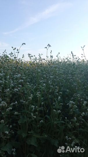 Мед гречишный оптом и в розницу