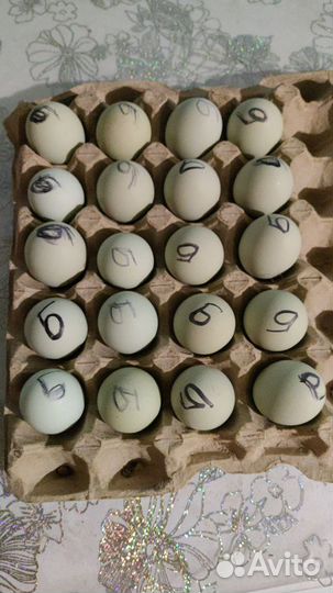 Инкубационное яйцо Амераукан Белая и Лаванда