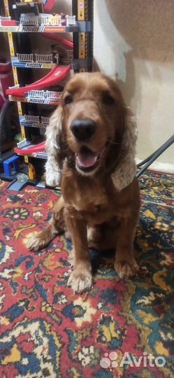 Английский кокер спаниель вязка