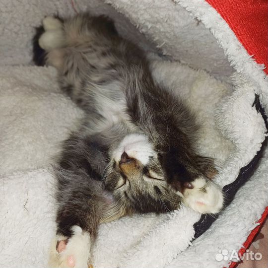 Передержка домашних животных. Выгул собак и кошек