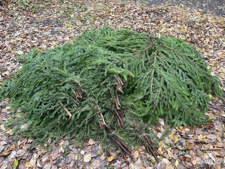 Лапник еловый для декораций