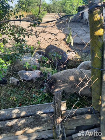 Вьетнамские поросята