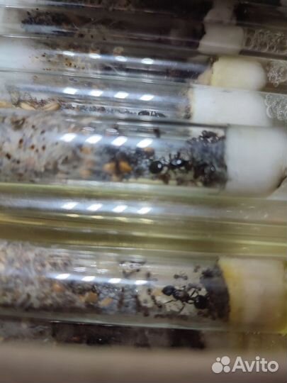 Муравьи Messor structor