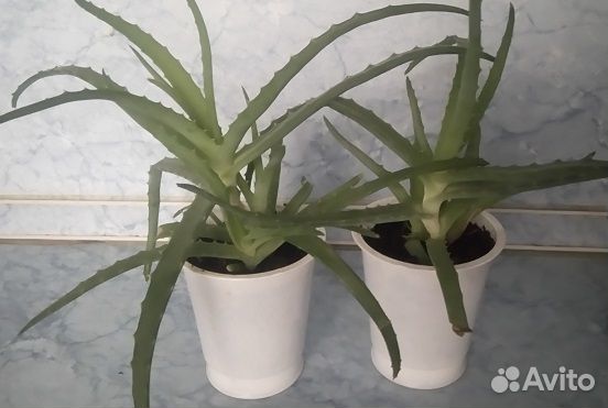 Растение алоэ столетник