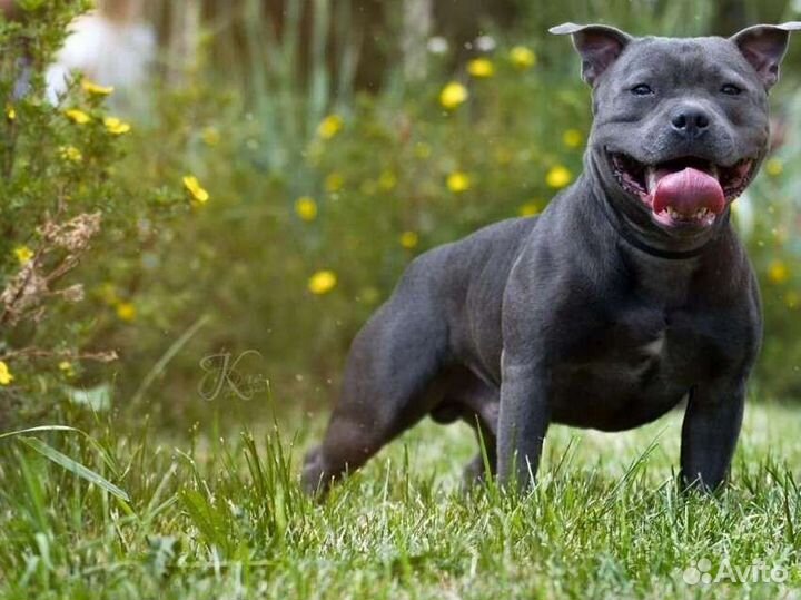 Английский стаффордширский бультерьер