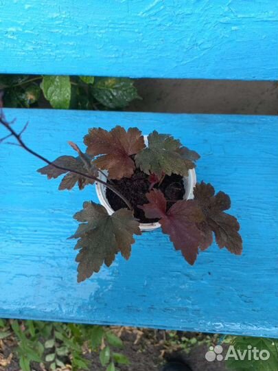 Цветы для Вашего Сада