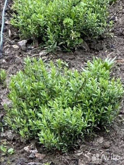 Тархун,Душица,Иссоп,Луки,Любисток,Мята