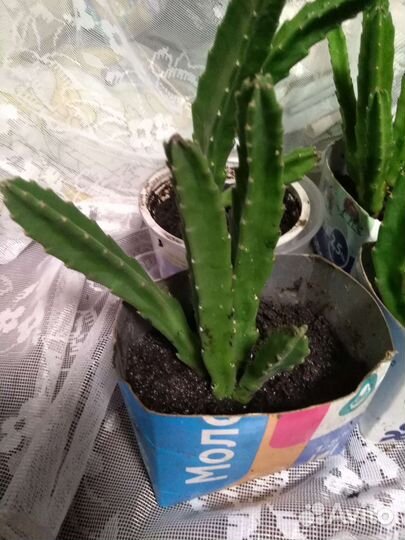 Стапелия, Молочай беложилковый