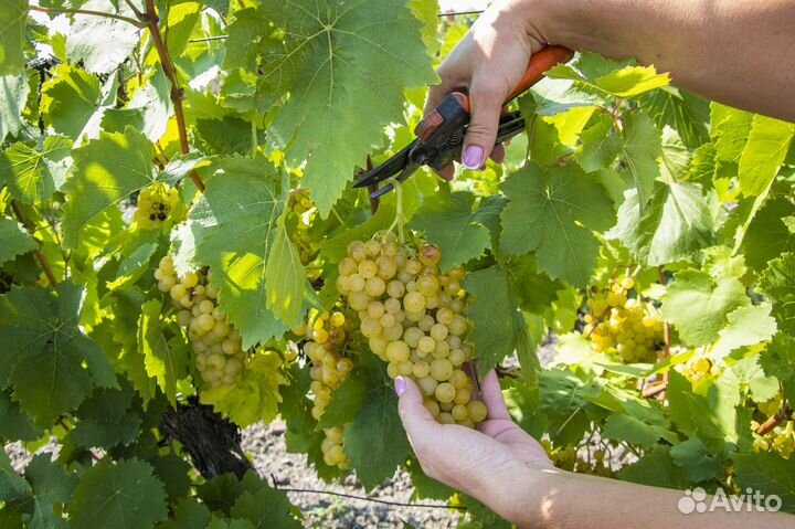 Виноградарь