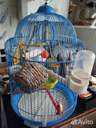 Птицы амадины