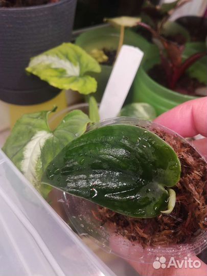 Сциндапсус сатин blak blak