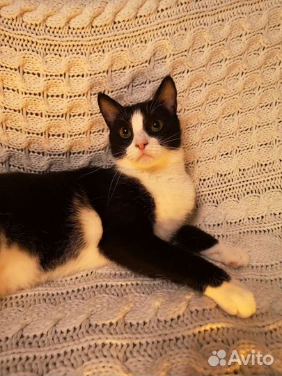 Нежный добрый котик Котя ждёт вас