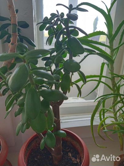 Алоэ вера, денежное дерево