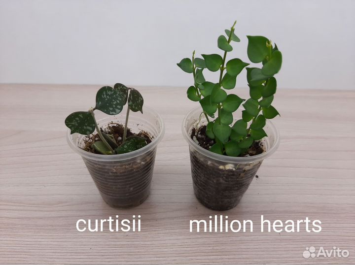 Хойи и Дисхидии