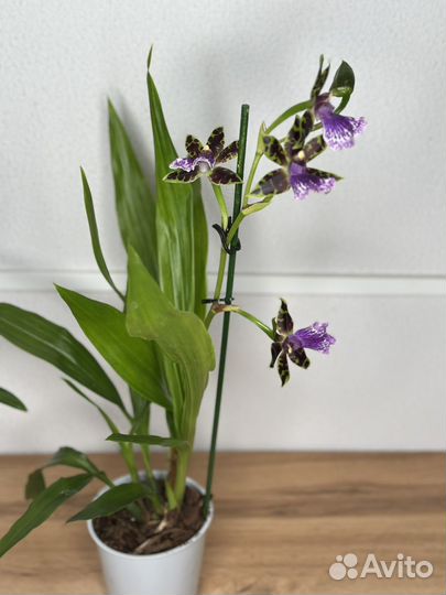 Орхидея онцидиум и зигопеталум