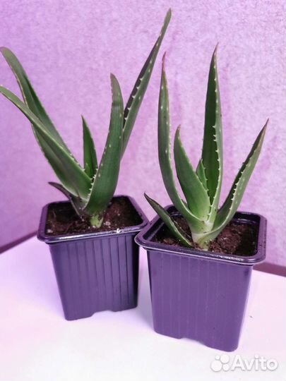 Алоэ столетник лечебный