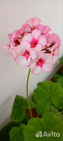 Пеларгония