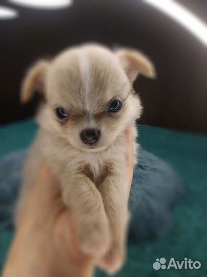 Чихуахуа.Шикарный мальчик