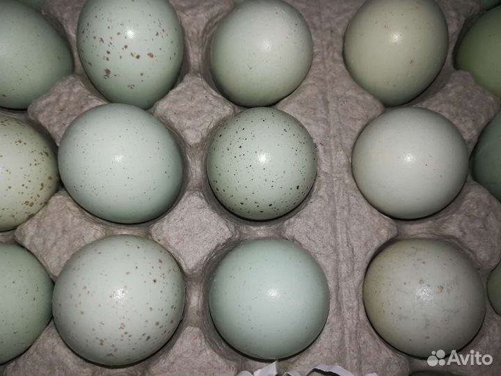 Кассеты для перепелиных яиц