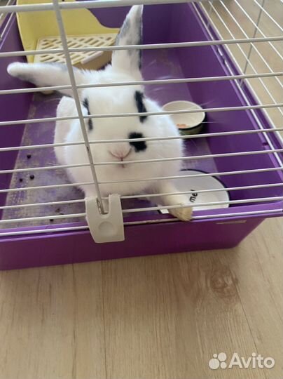 Кролик декоративный бесплатно с клеткой, лотком