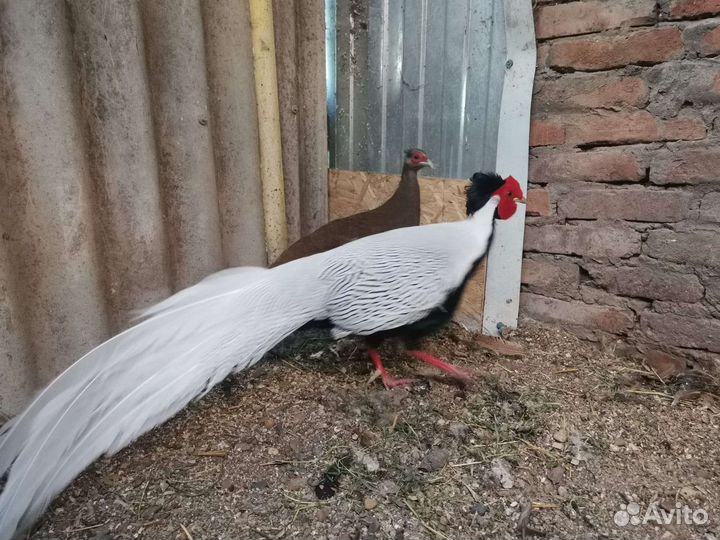 Яица инкубационные