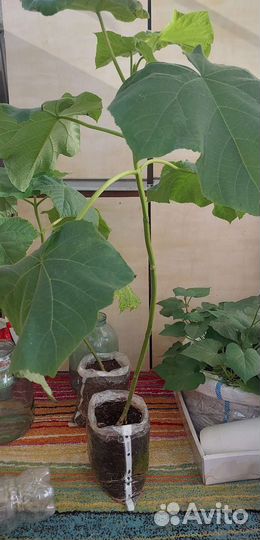 Павлония саженцы