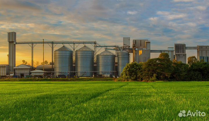 Зерно пшеница ячмень кукуруза