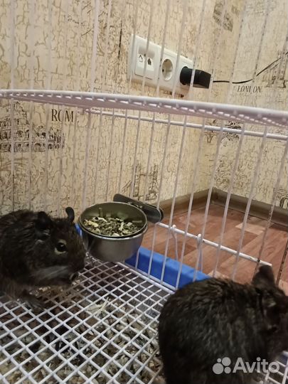 Белки дегу + клетка