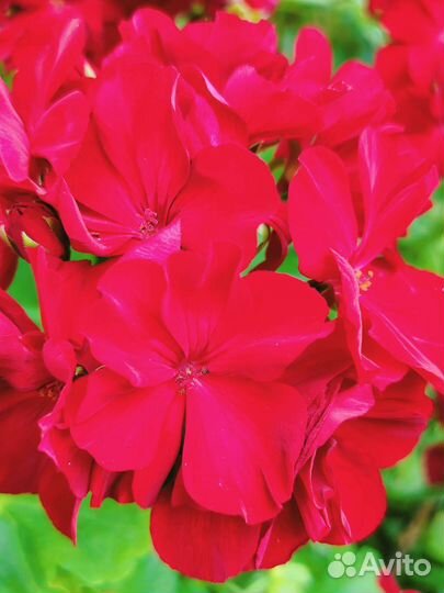 Сортовые герани