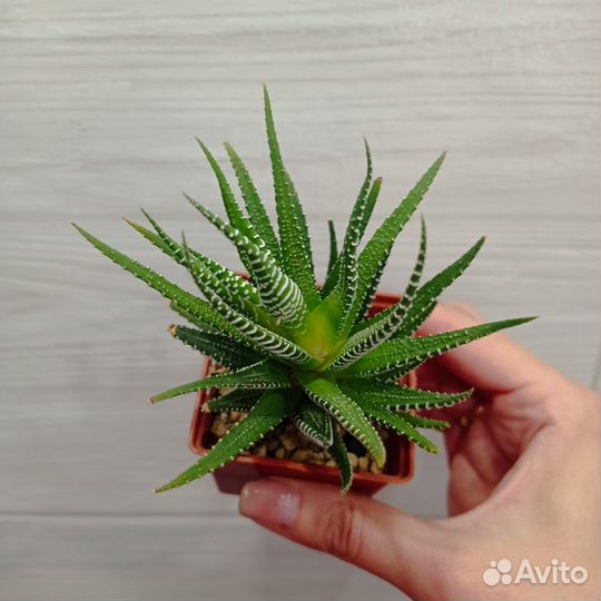 Кактус хавортия