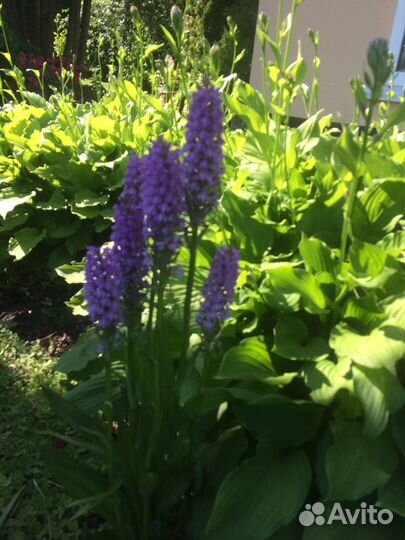 Многолетники садовые